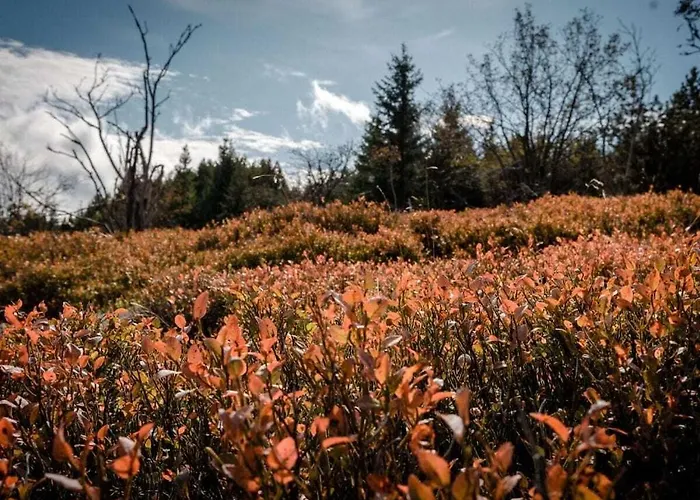 Look Into The Country Comfortable * Kurort Bärenburg